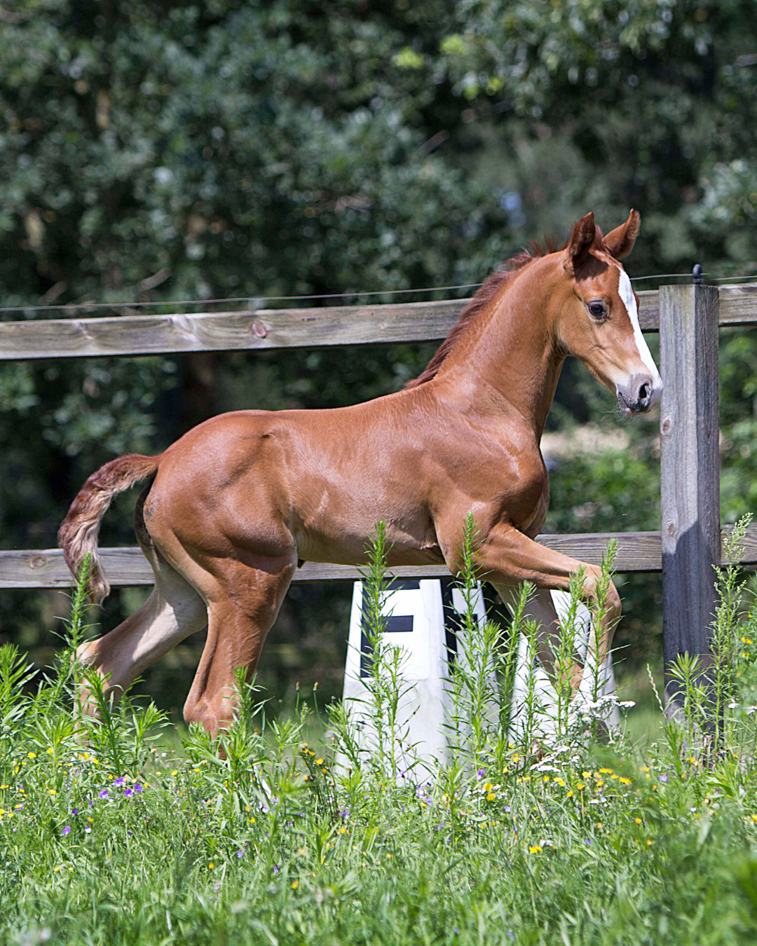Dressuurstal Oomen fokkerij