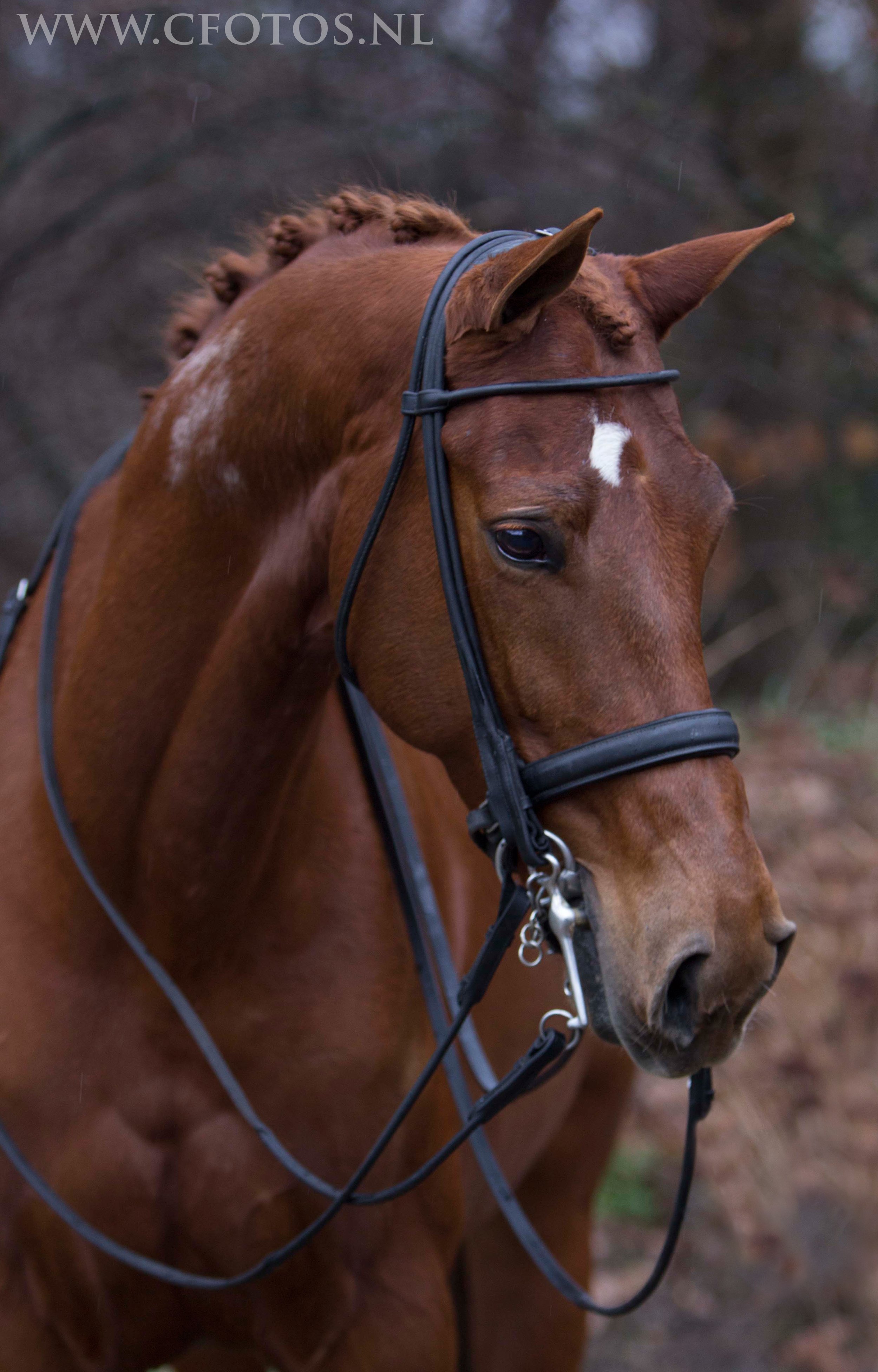 Dressuurstal Oomen paard