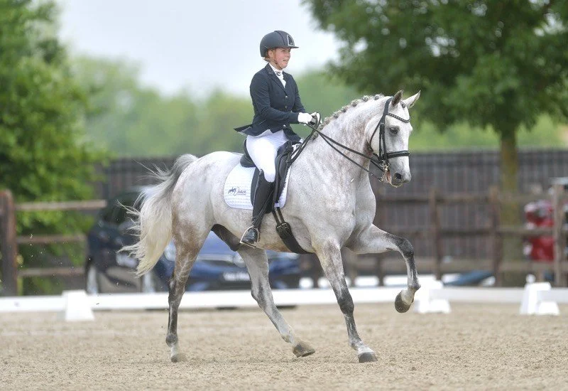 Dressuurstal Oomen wedstrijd