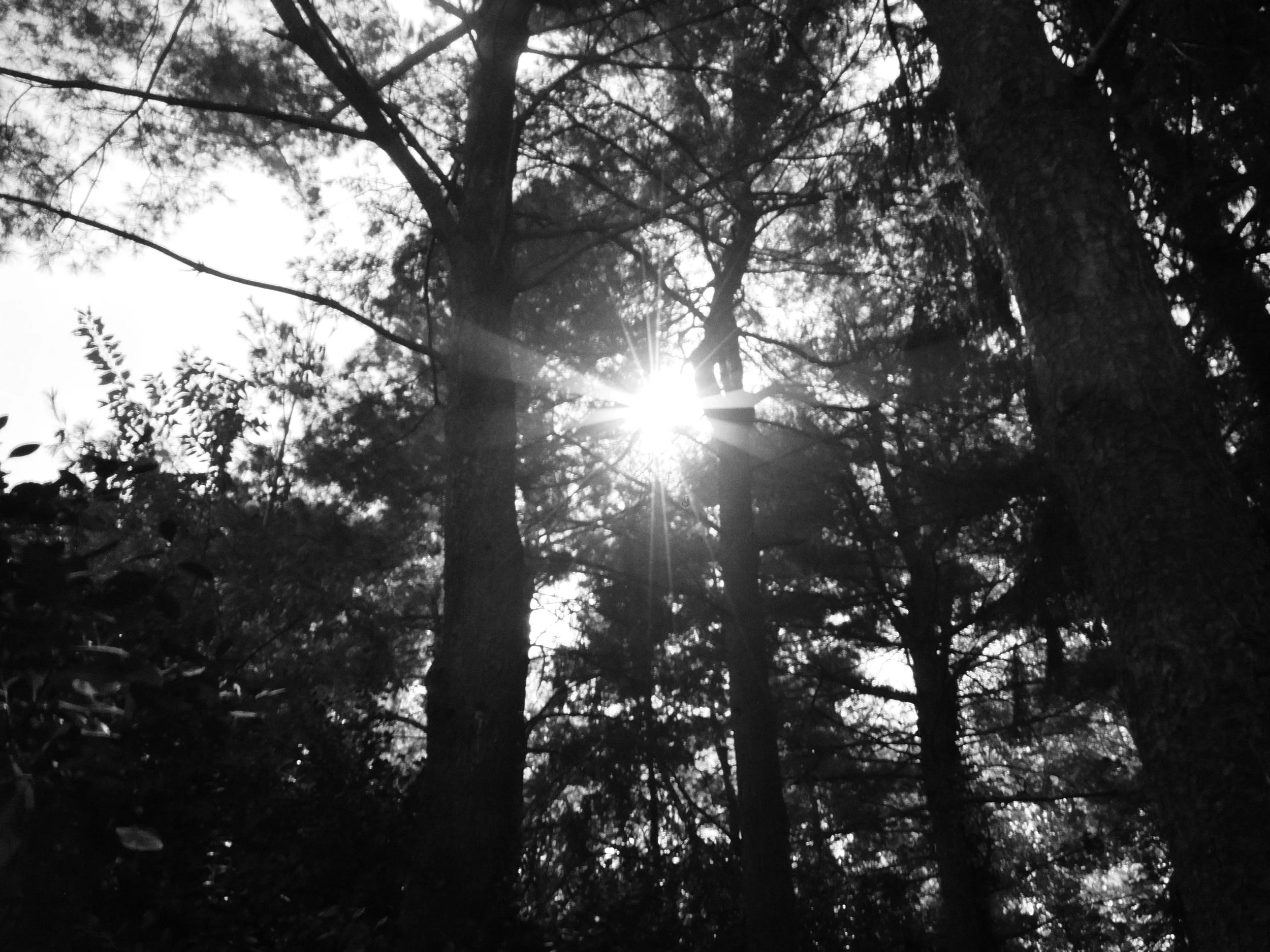 A black-and-white photo of tall trees in a forest with sunlight filtering through the branches.