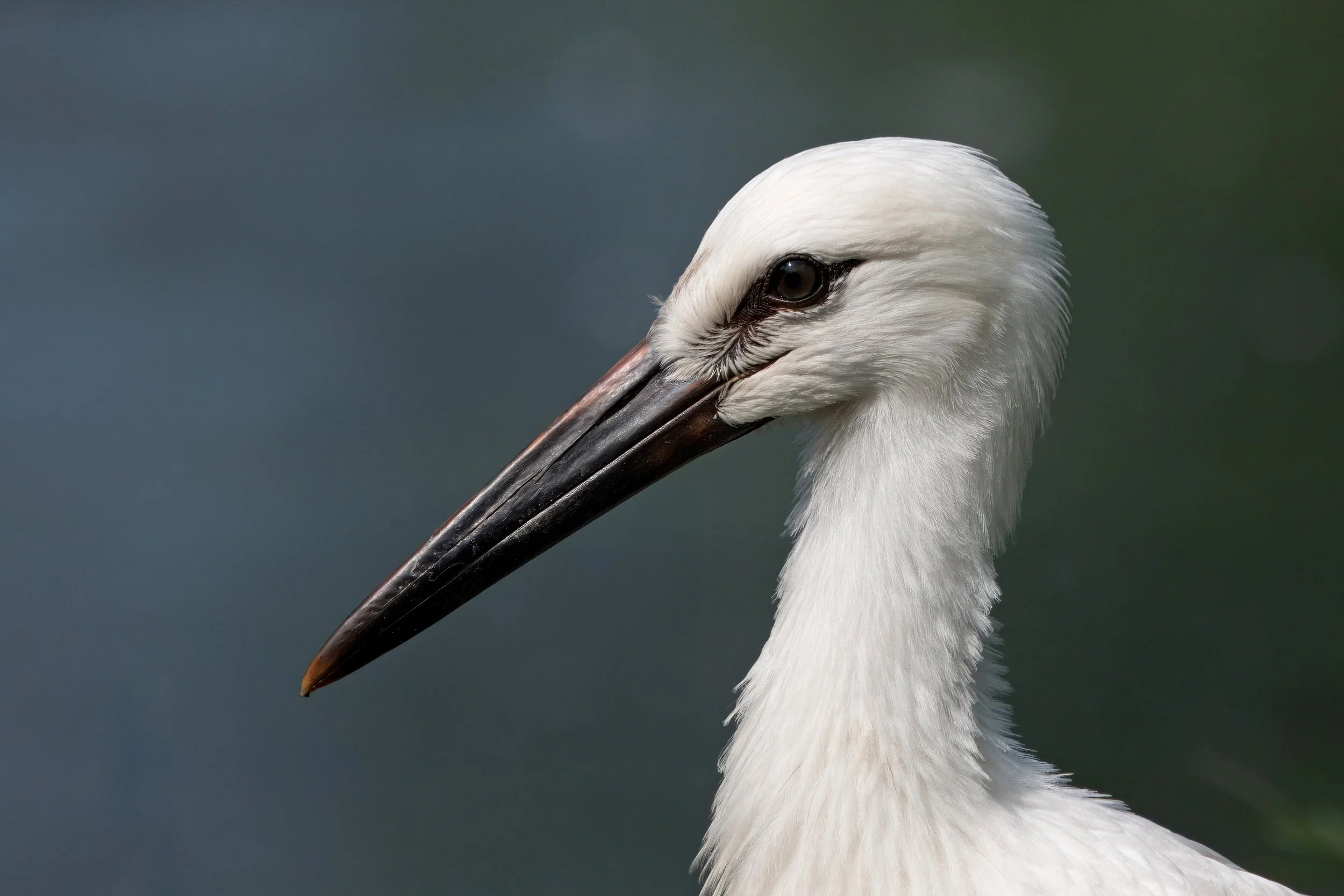 vogels - portret