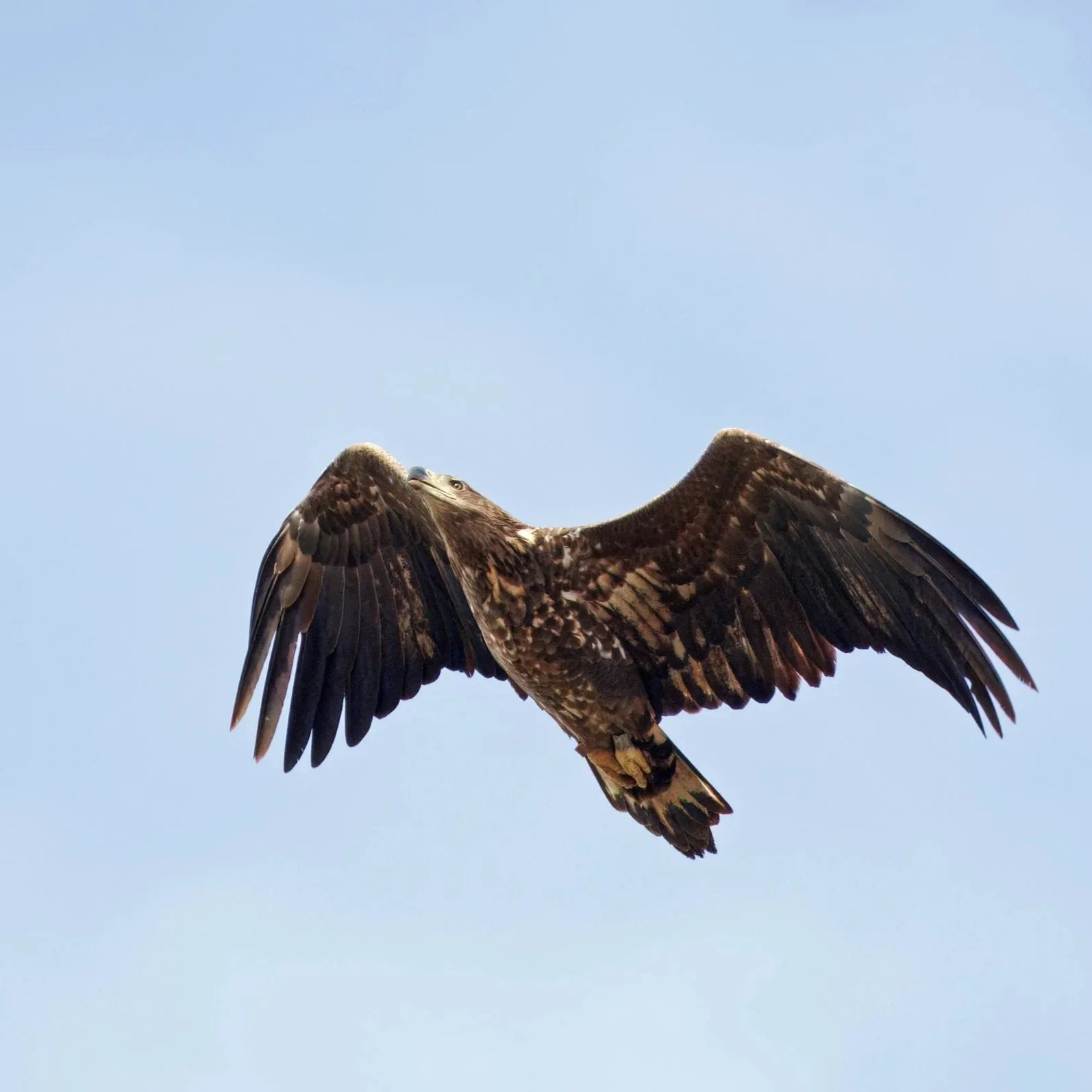 Vogels in vlucht