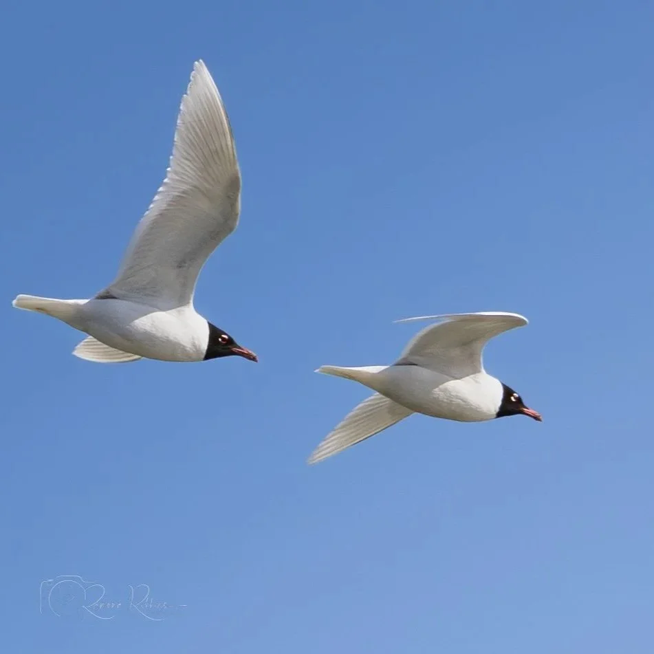 Zwartkopmeeuw