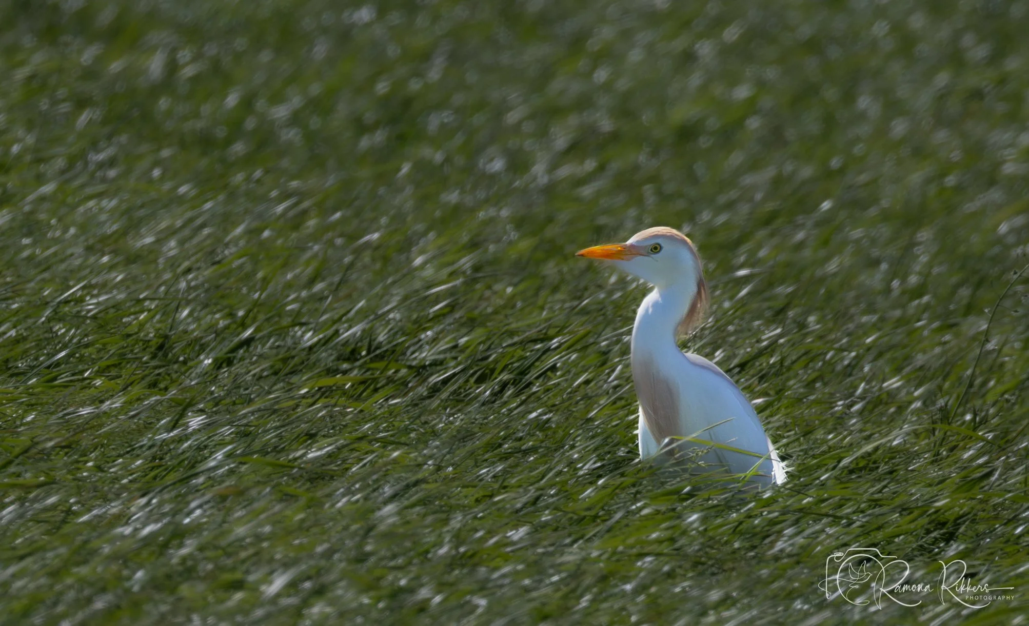 Koereiger