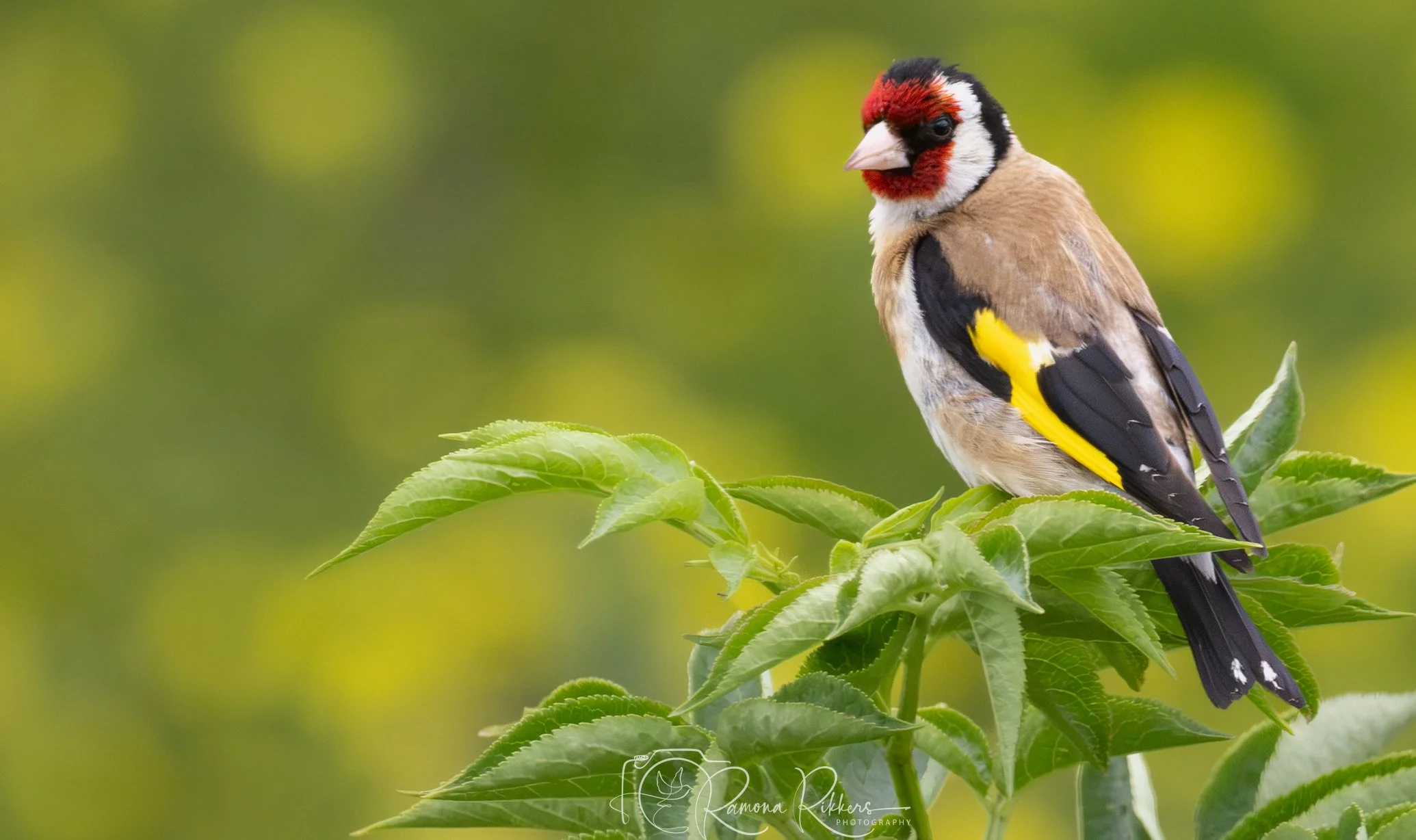 Distelvink