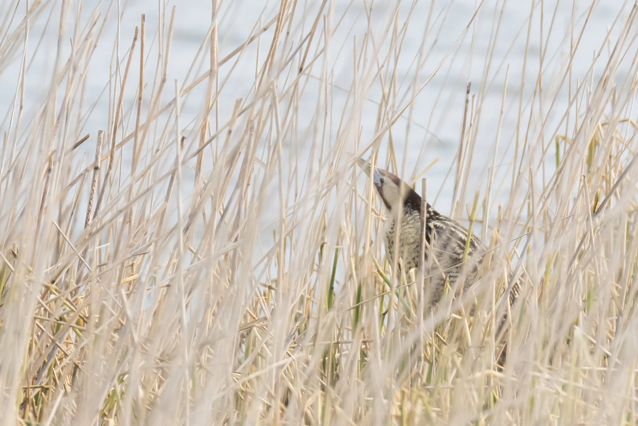 A Eurasian bittern among tall, dry, beige reeds or grass near water.