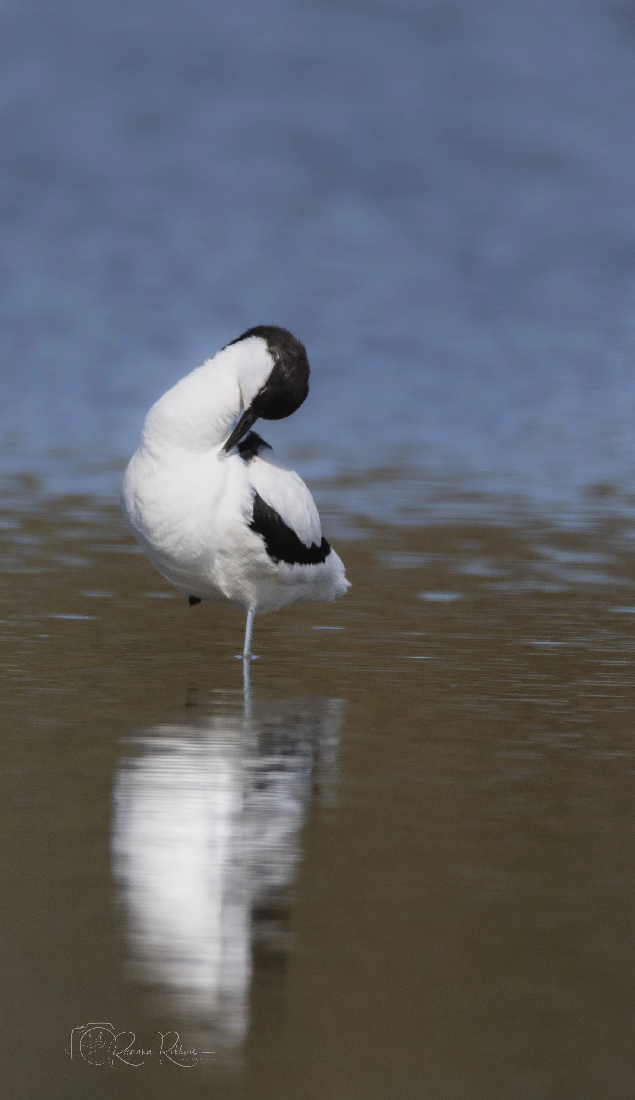 A Pied avocet standing in shallow water, preening its feathers with a reflection visible on the water surface.
