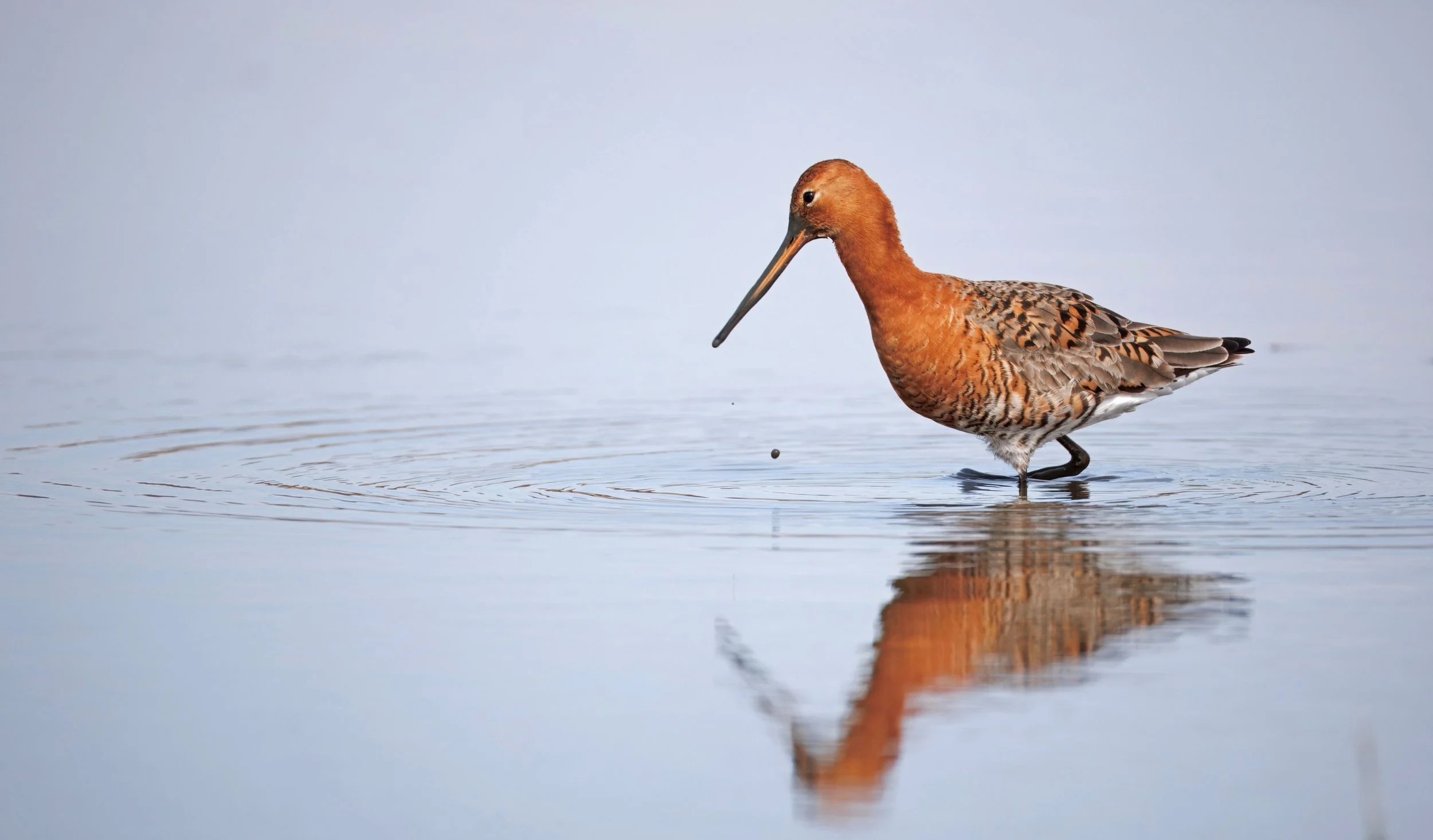 A Black-tailed godwit, standing in shallow water with a reflection visible on the water surface. The bird has brownish-orange and gray feathers and a thin, straight bill.