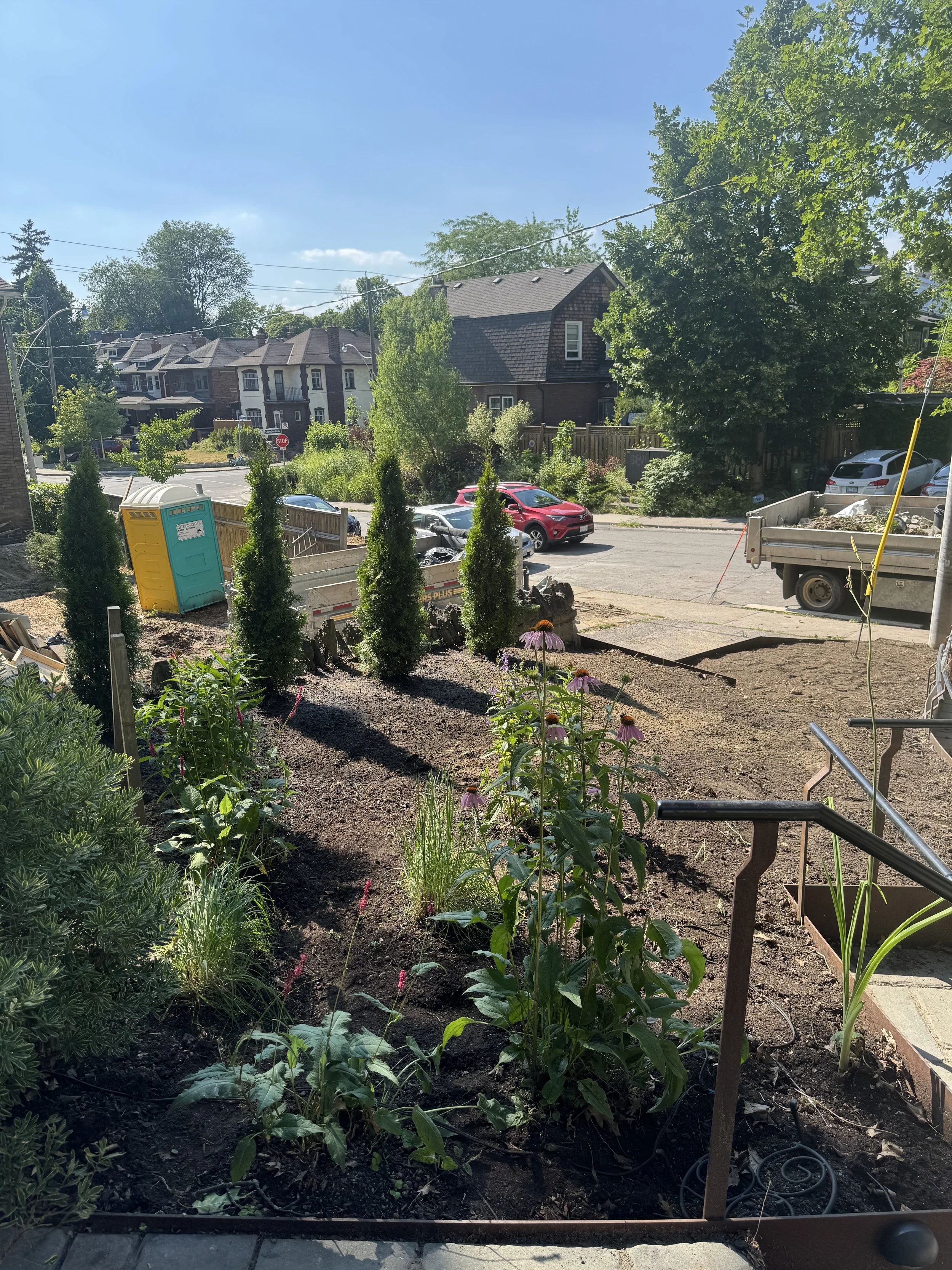 A backyard garden with plants, flowers, and mulch, with a view of street and cars in the background under a blue sky.