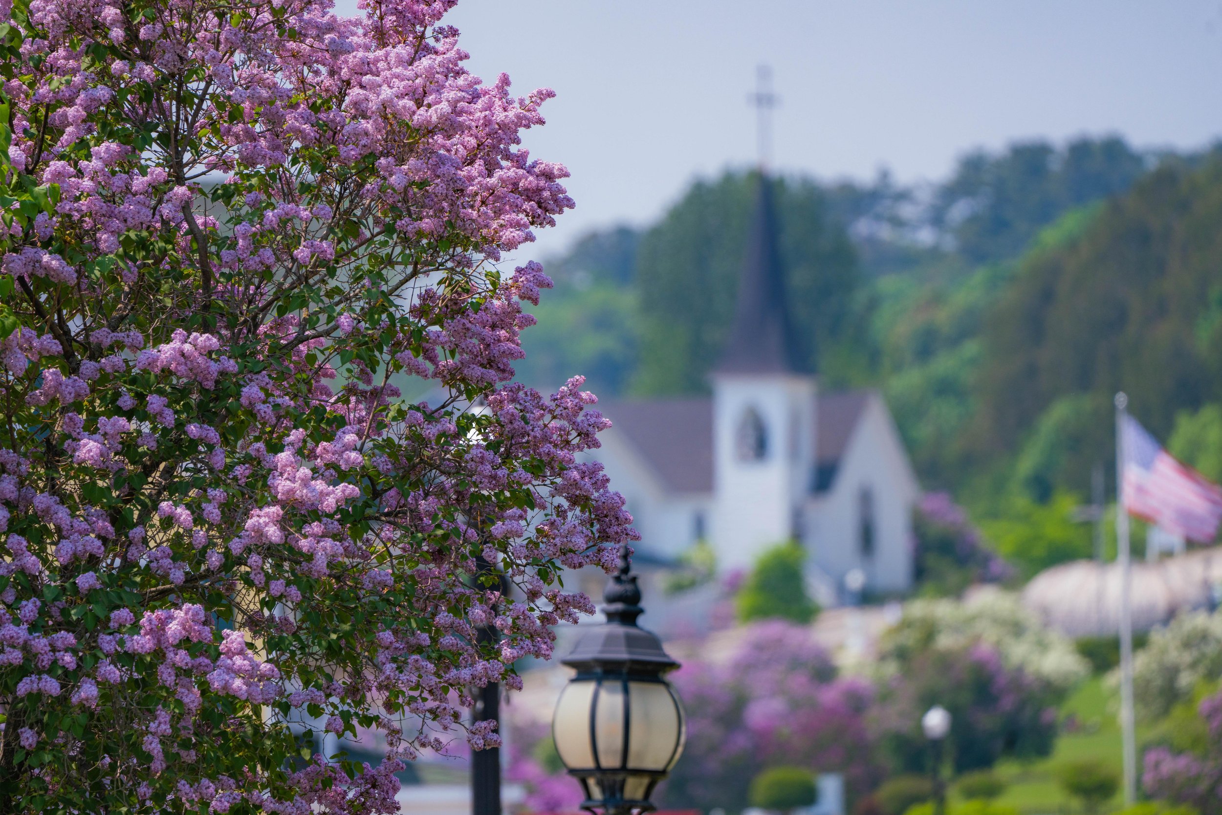 Pink flowering tree with a church and other buildings in the background, and a lamp post in the foreground.