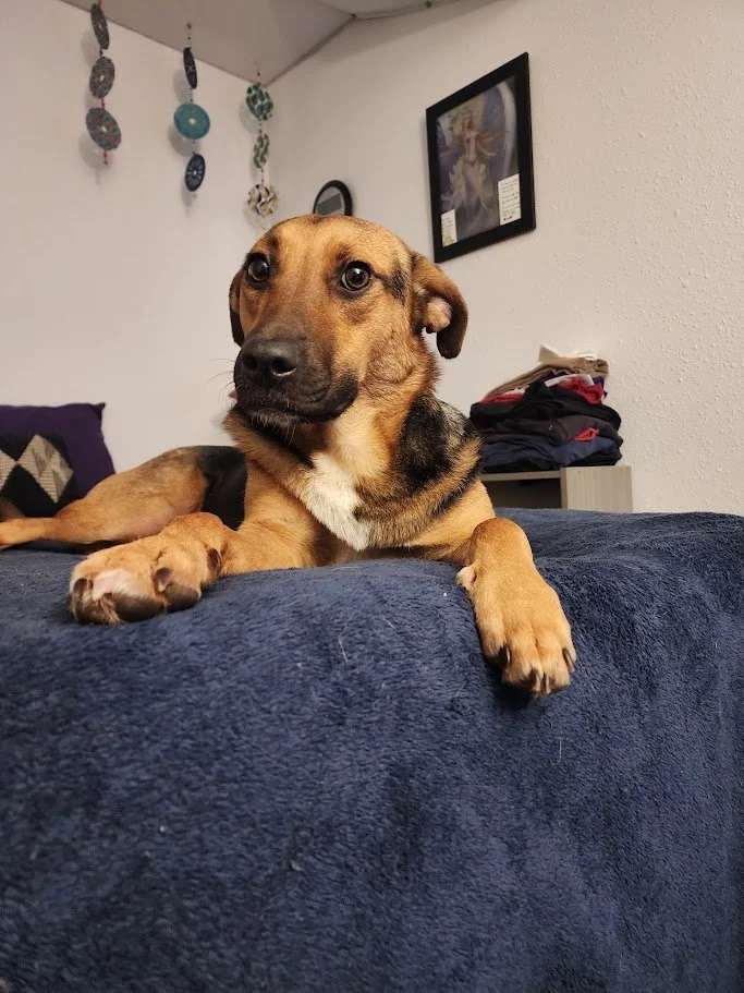 My Name is Freya - And I’m Still Learning to Trust.