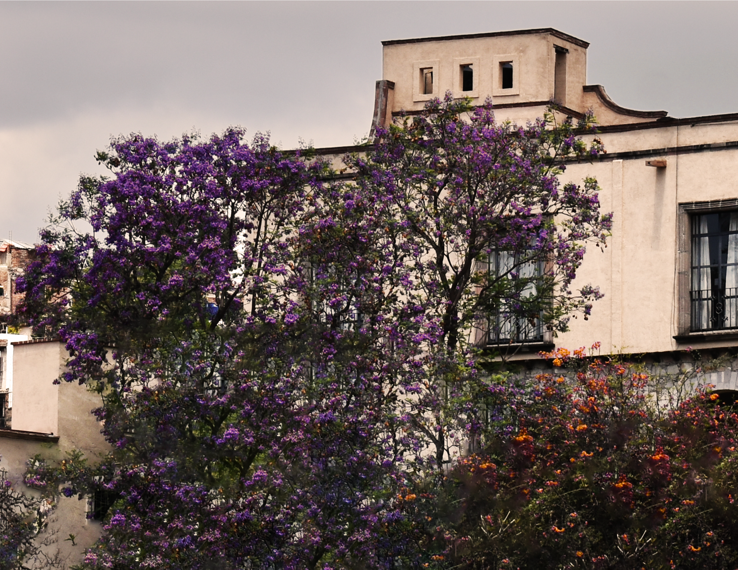 Un árbol con muchas flores moradas frente a un edificio de paredes blancas y ventanas sin cristales, con un cielo nublado en el fondo.