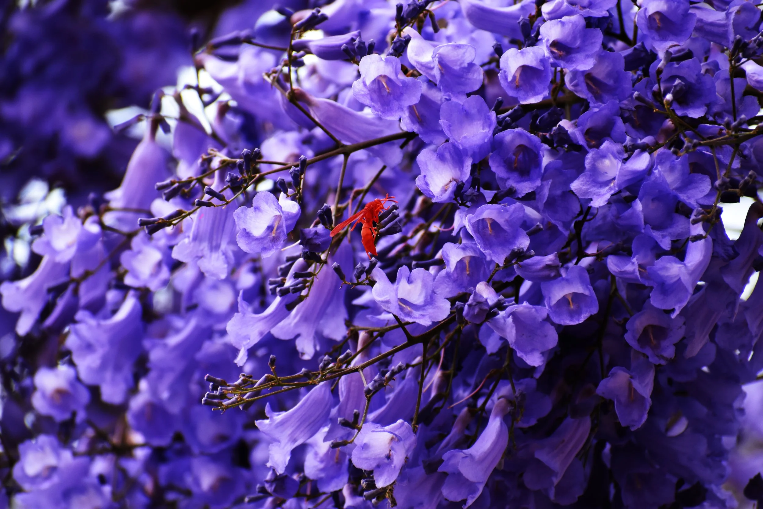 Flores moradas en un arbusto con una mariposa roja en una de las flores.