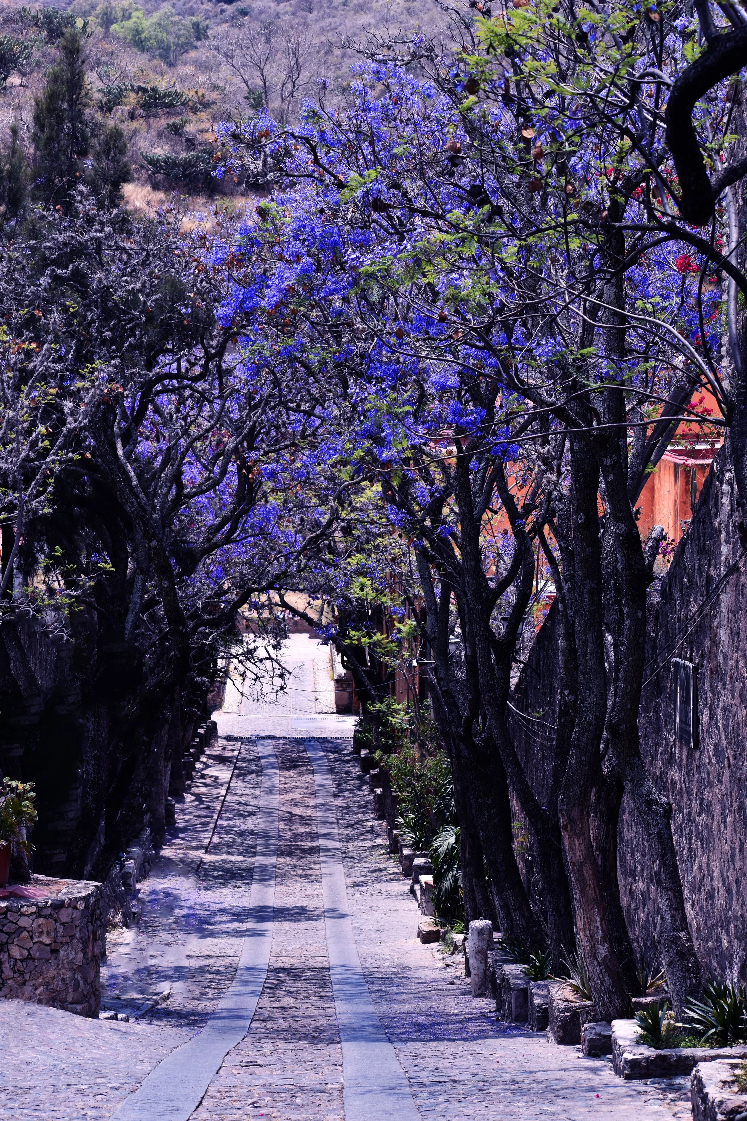 Camino empedrado en una calle estrecha con árboles de ramas retorcidas y flores violetas que cubren sus ramas, rodeada de un muro de piedra a la derecha y vegetación a la izquierda.