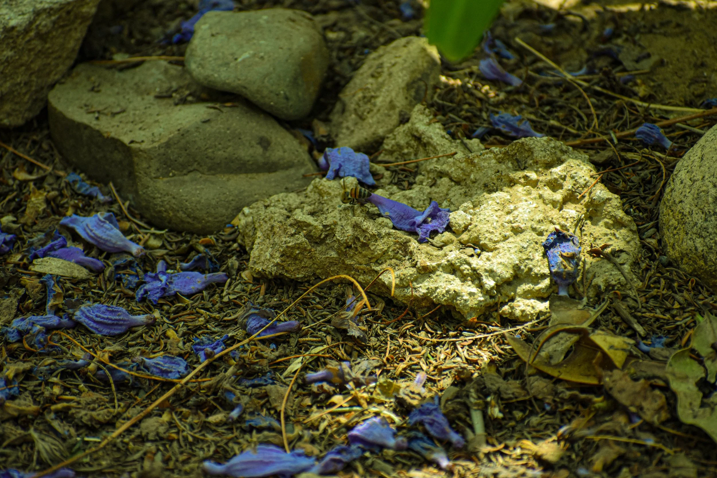 Piedras en el suelo cubiertas con hojas secas, pétalos azules y tierra.