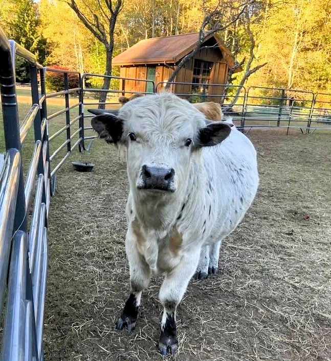 A Highpark cow standing in a fenced area with a barn and trees in the background during autumn.