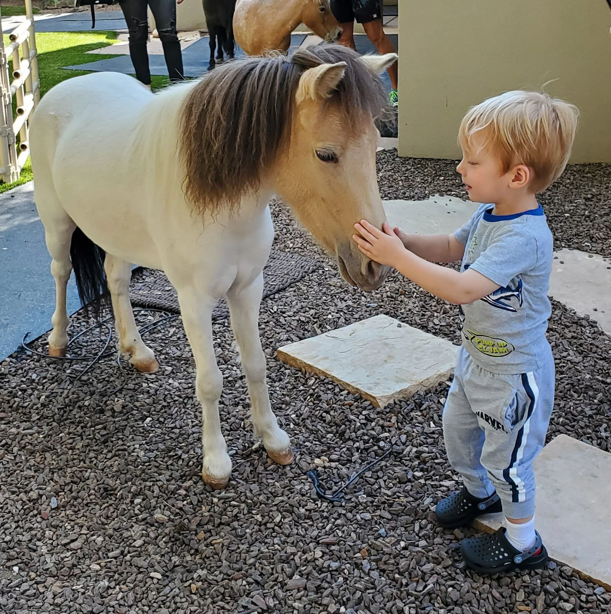 A young boy gently reaches out to pet a miniature horse during a visit to Acres of Joy Ranch in Sobieski, Wisconsin.