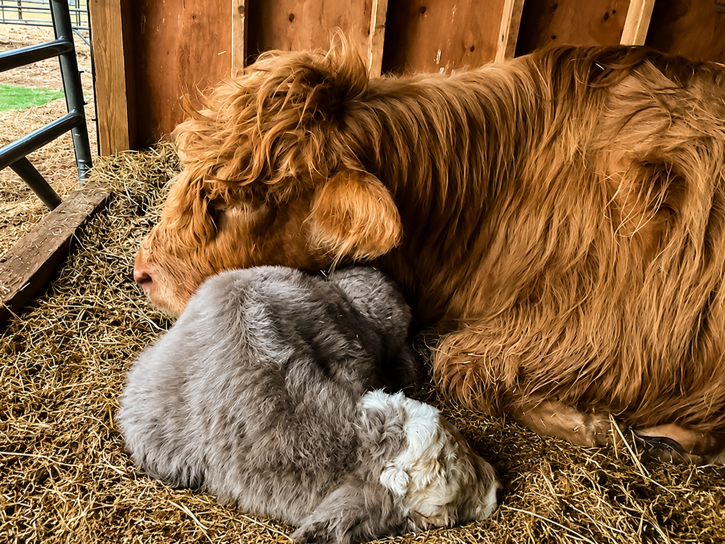 A Highland cow resting on straw bedding inside a wooden barn with her newborn calf snuggled against its side.