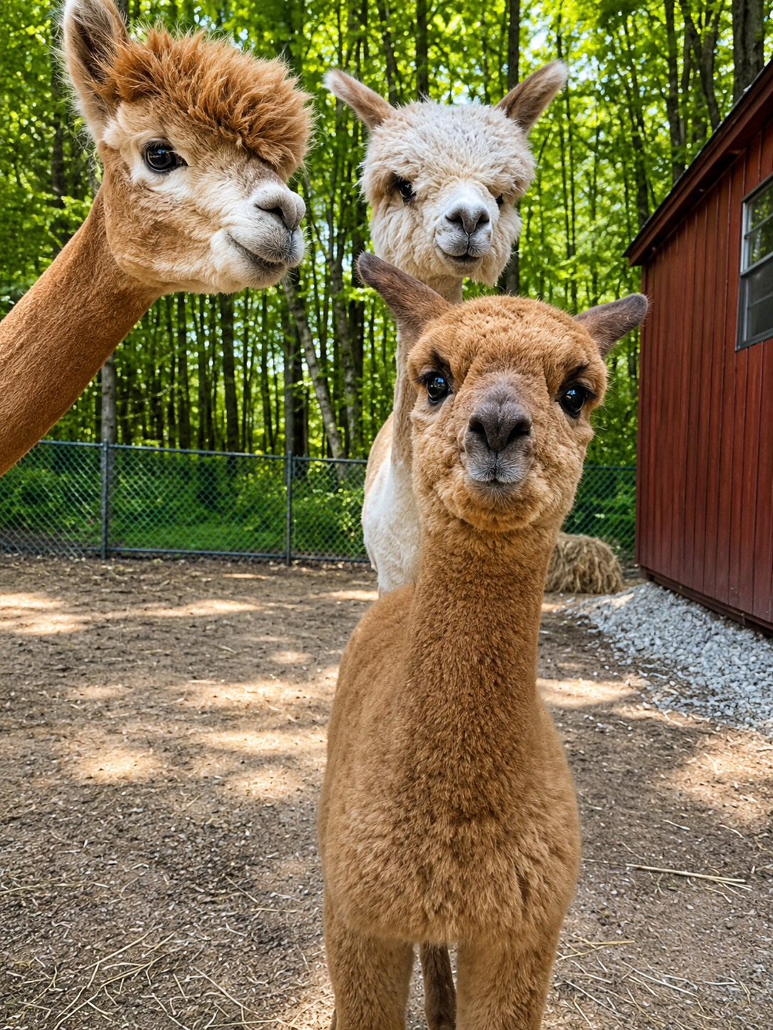Three friendly alpacas curiously posing for the camera at Acres of Joy Ranch in Sobieski, Wisconsin.