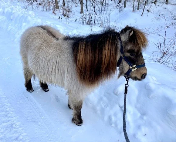 Meet Clay, one of the beloved miniature horses at Acres of Joy Ranch near Green Bay, Wisconsin. Learn about his personality, story, and how you can meet him during a ranch visit.