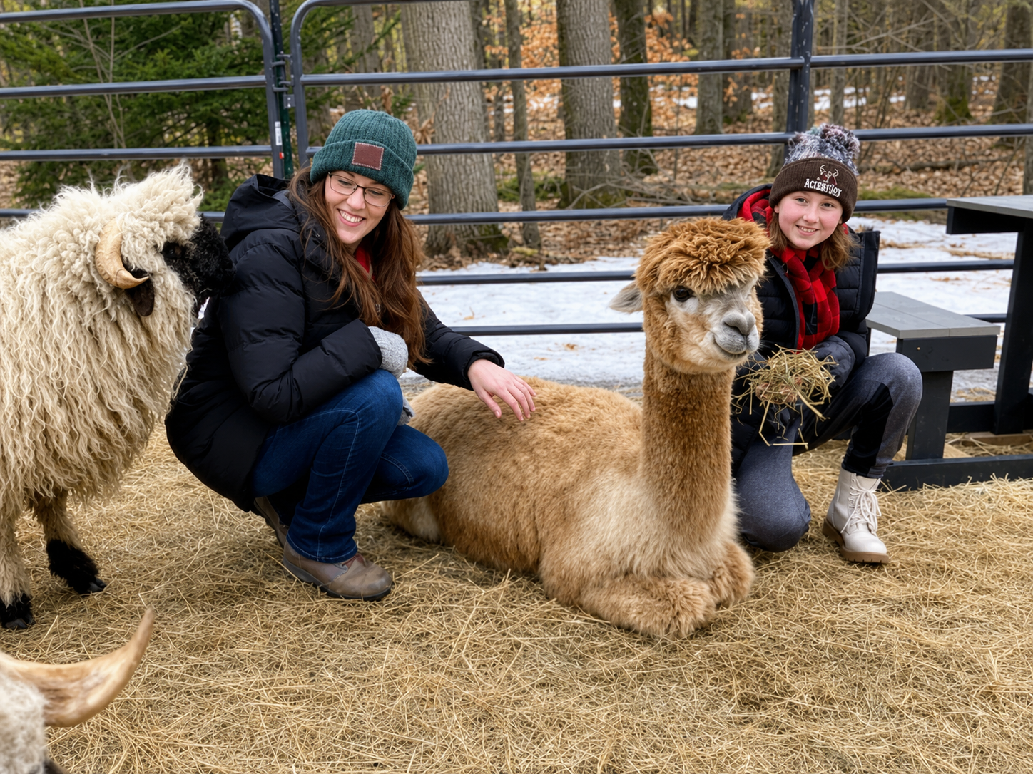 Two women sitting with alpacas in an outdoor barnyard, surrounded by trees with fallen leaves and snow on the ground.