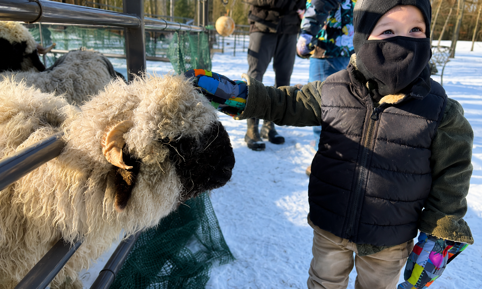 Child petting a Valais Blacknose sheep during a winter ranch visit at Acres of Joy Ranch in Sobieski, Wisconsin.