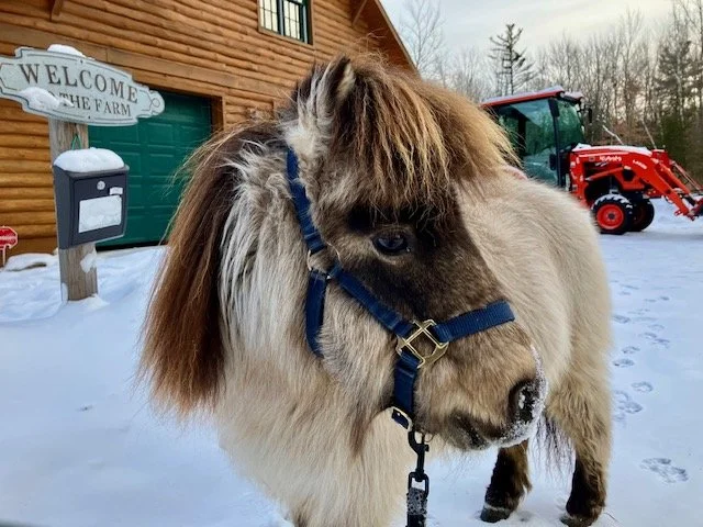 Clay, a miniature horse at Acres of Joy Ranch in Sobieski, Wisconsin