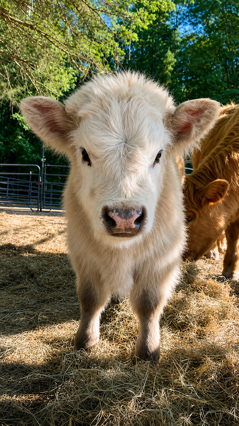 Close-up of a baby Highland cow with pink nose standing on straw outside, with his mom partially visible behind it and green trees in the background.