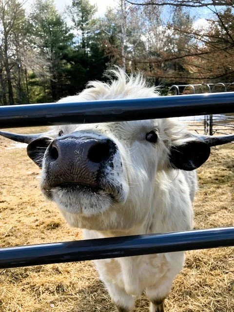 A close-up of a curious Highpark cow with black spots, standing behind a metal fence at a farm with trees and clear sky in the background.