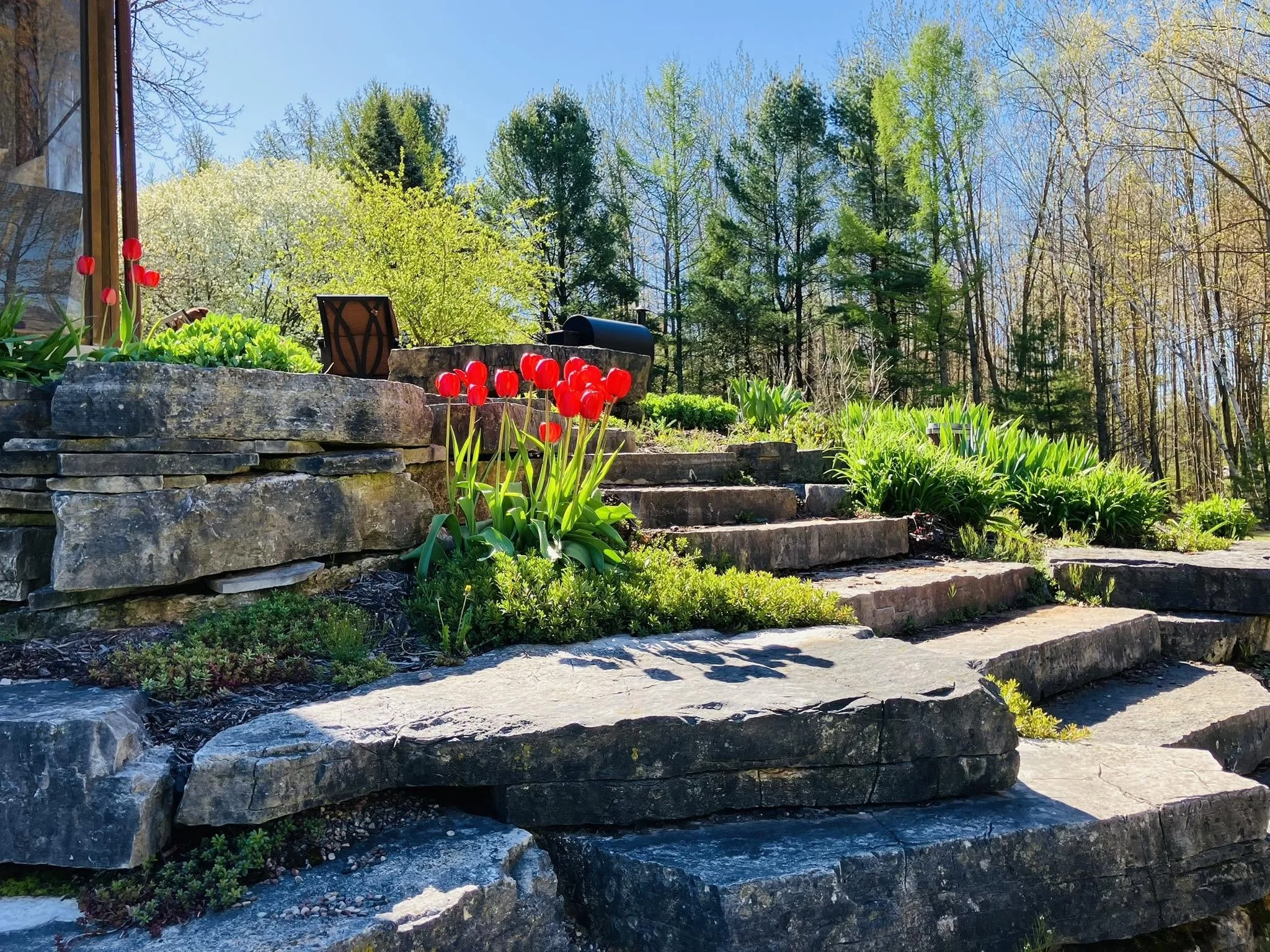 Sunlit garden scene with stone steps, red tulips, green plants, and a wooded background under a clear blue sky.