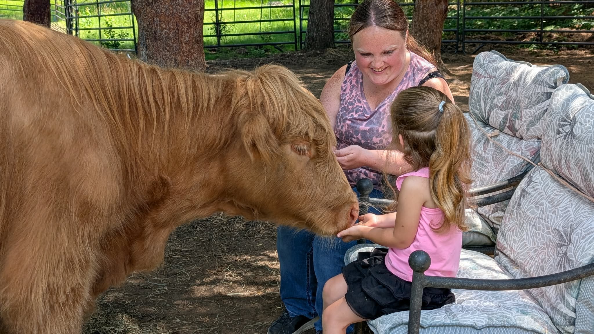 Young girl feeding Ivy, a Highland cow, during a private animal experience at Acres of Joy Ranch in Sobieski, Wisconsin.