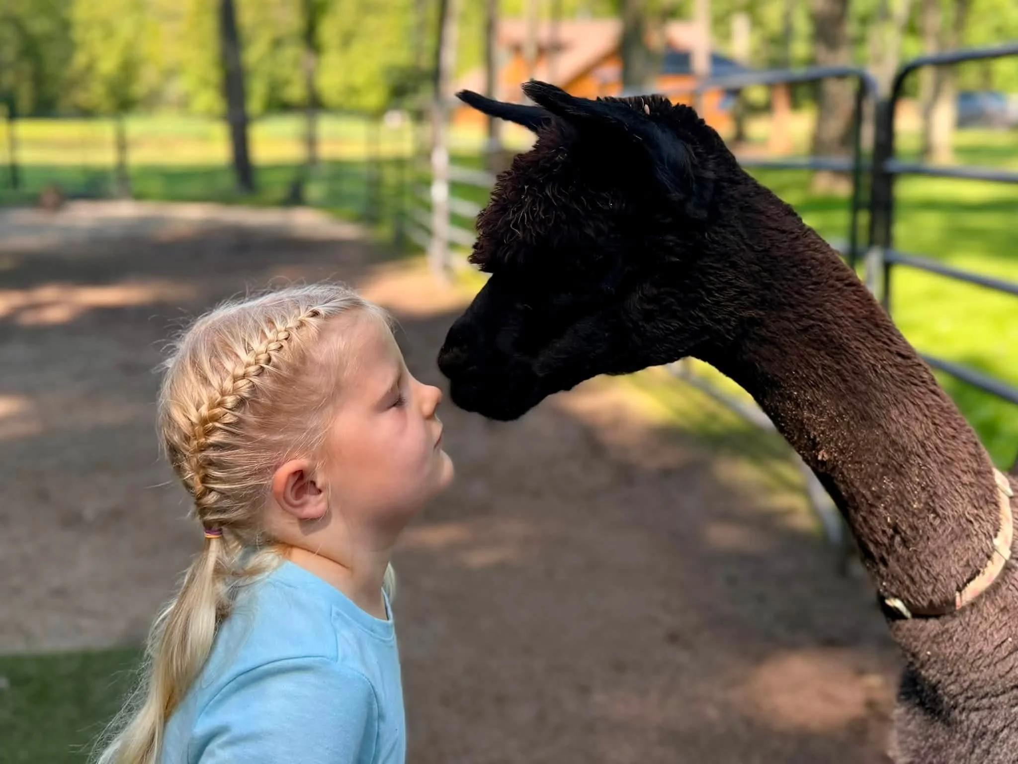 A young girl shares a gentle nose-to-nose moment with a Valais Blacknose sheep at Acres of Joy Ranch in Sobieski, Wisconsin.