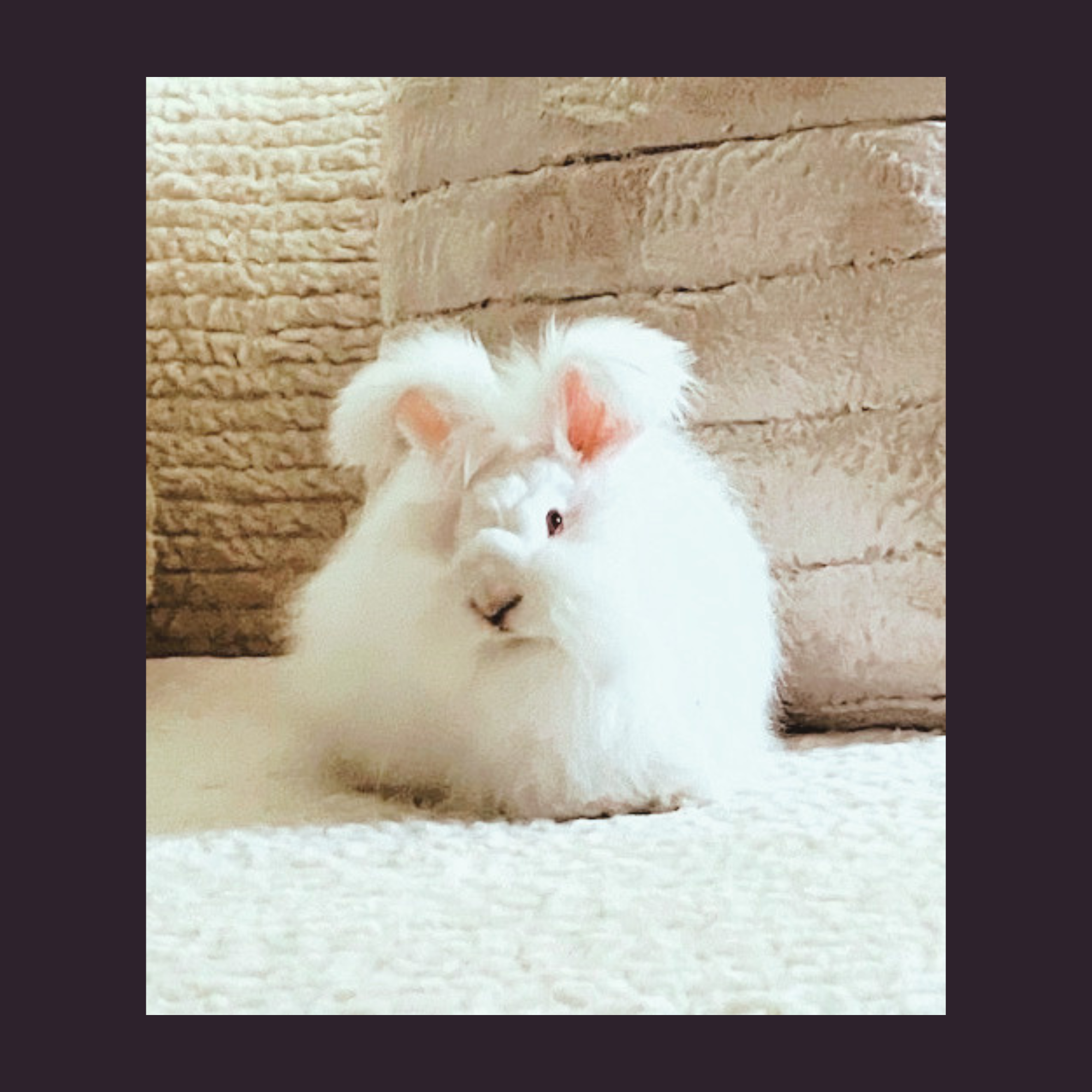 Untitled (20.832 x 20.832 in) (4).png