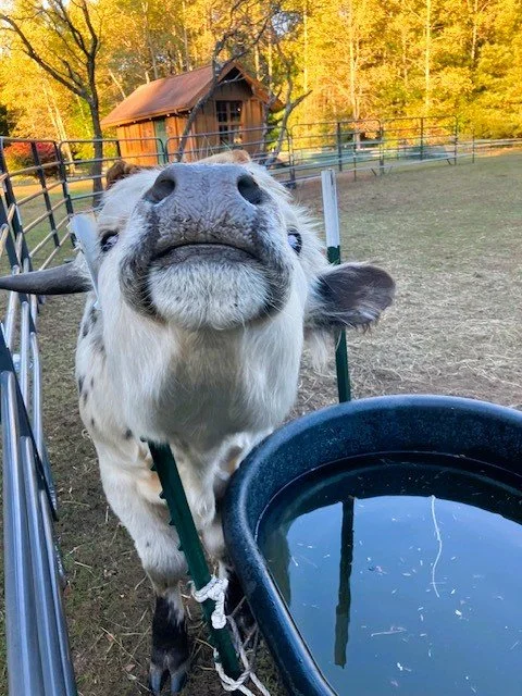 Close-up of a smiling Highpark cow with a water tub in the foreground and a wooden barn and trees with fall foliage in the background.