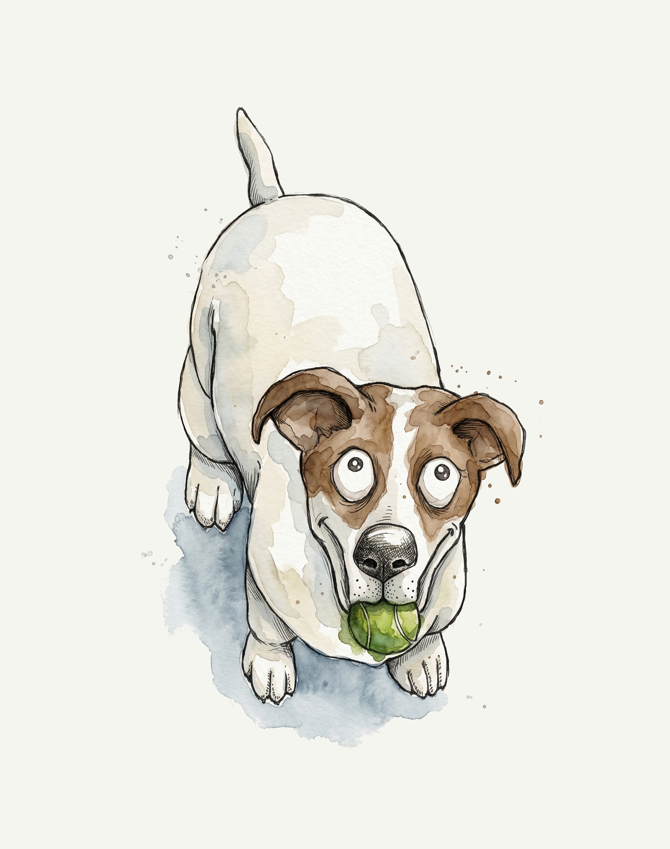 Jack Russell Terrier
