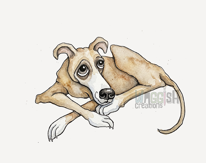 Greyhound