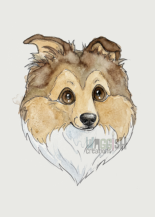 Shetland Sheepdog Sable