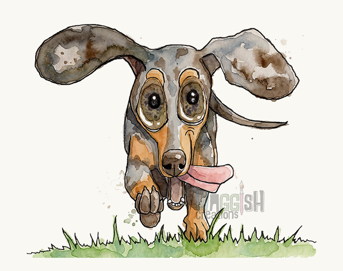 Dachshund Merle