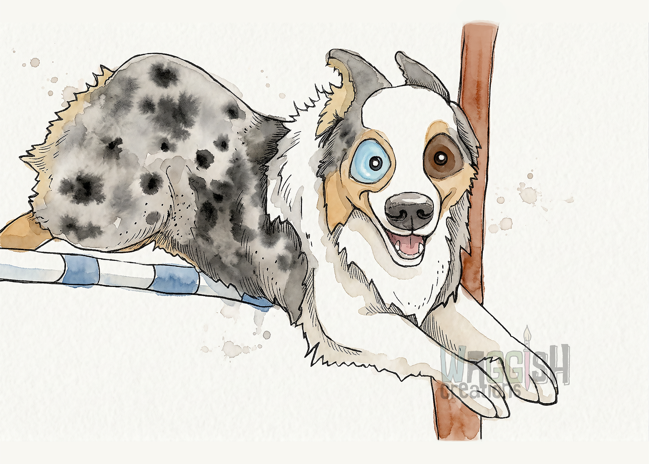 Agility Australian Shepherd