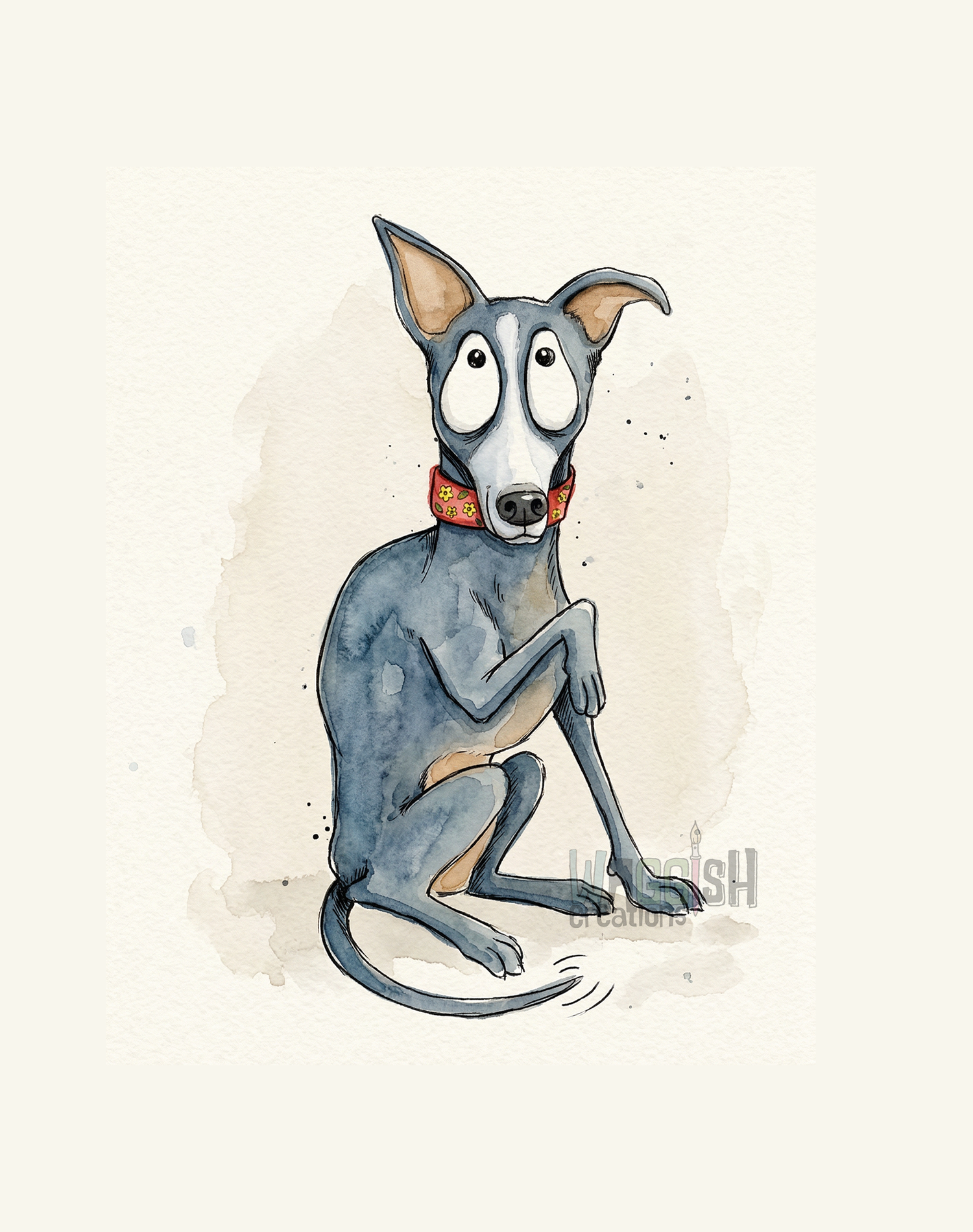 Italian Greyhound