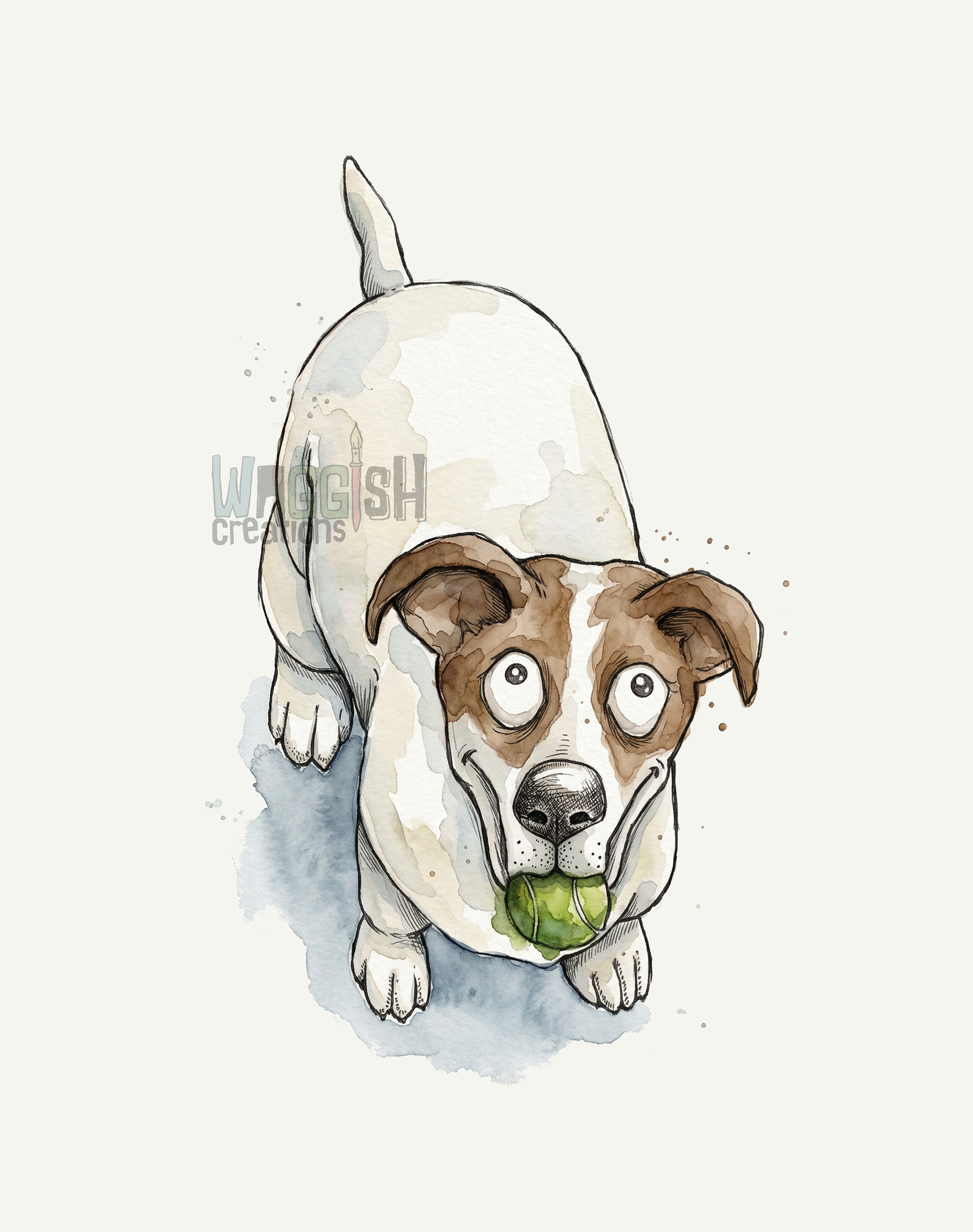 Jack Russell Terrier