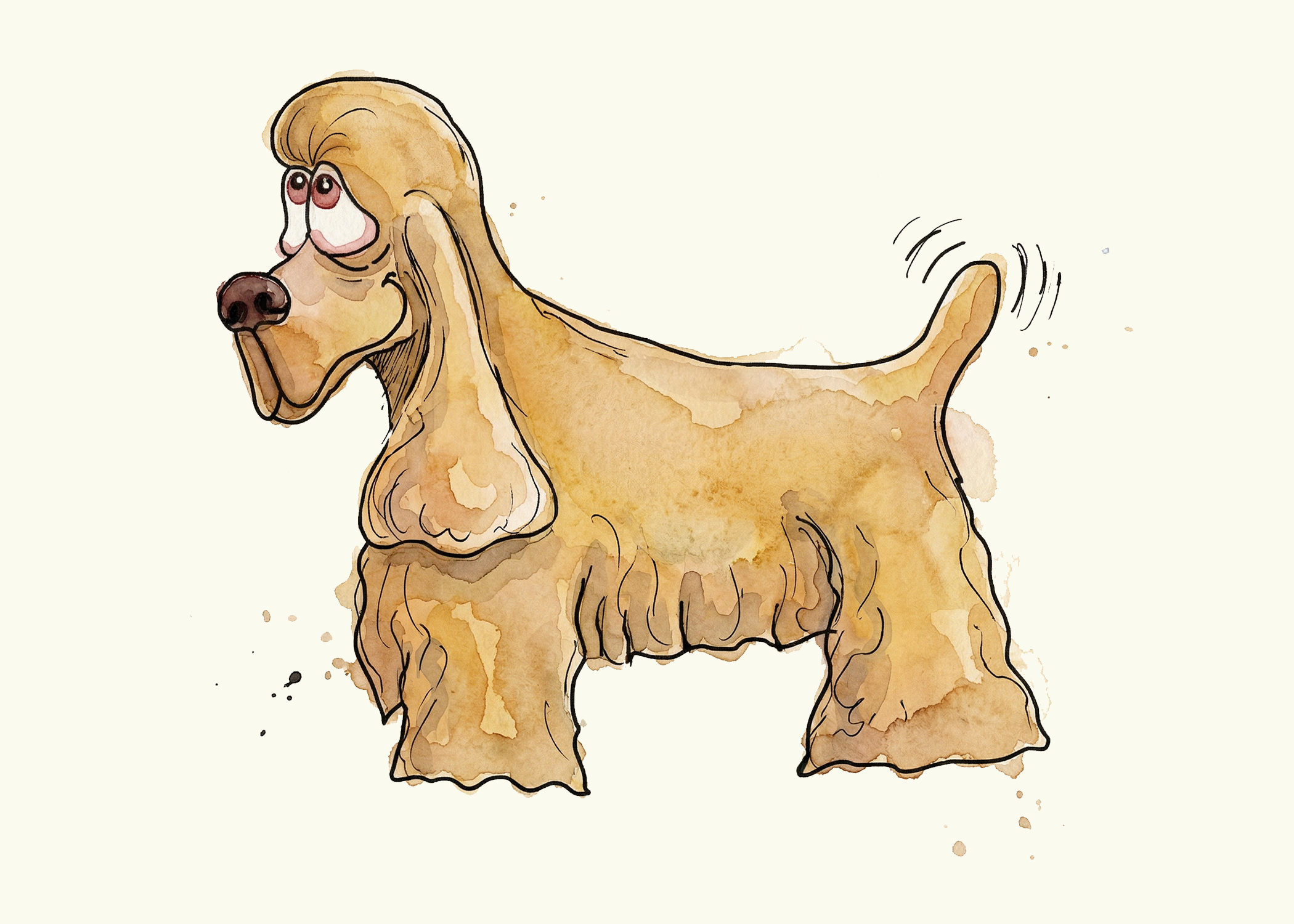 American Cocker Spaniel