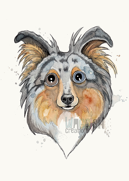 Shetland Sheepdog Merle (Sheltie)