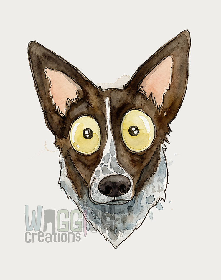Border Collie Brown Face