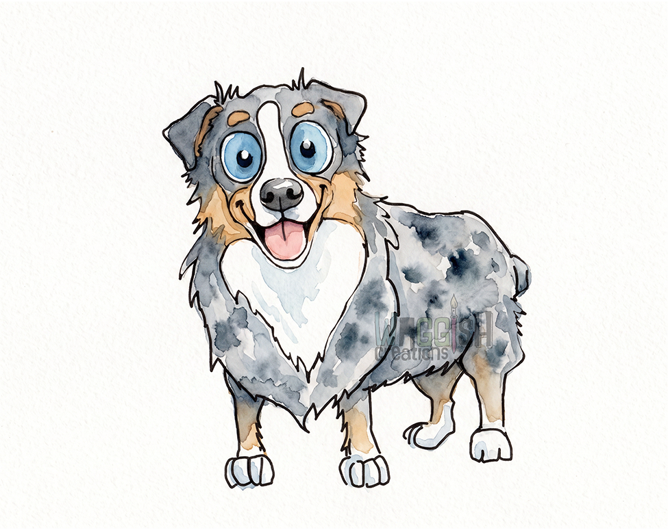 Mini American Shepherd Merle