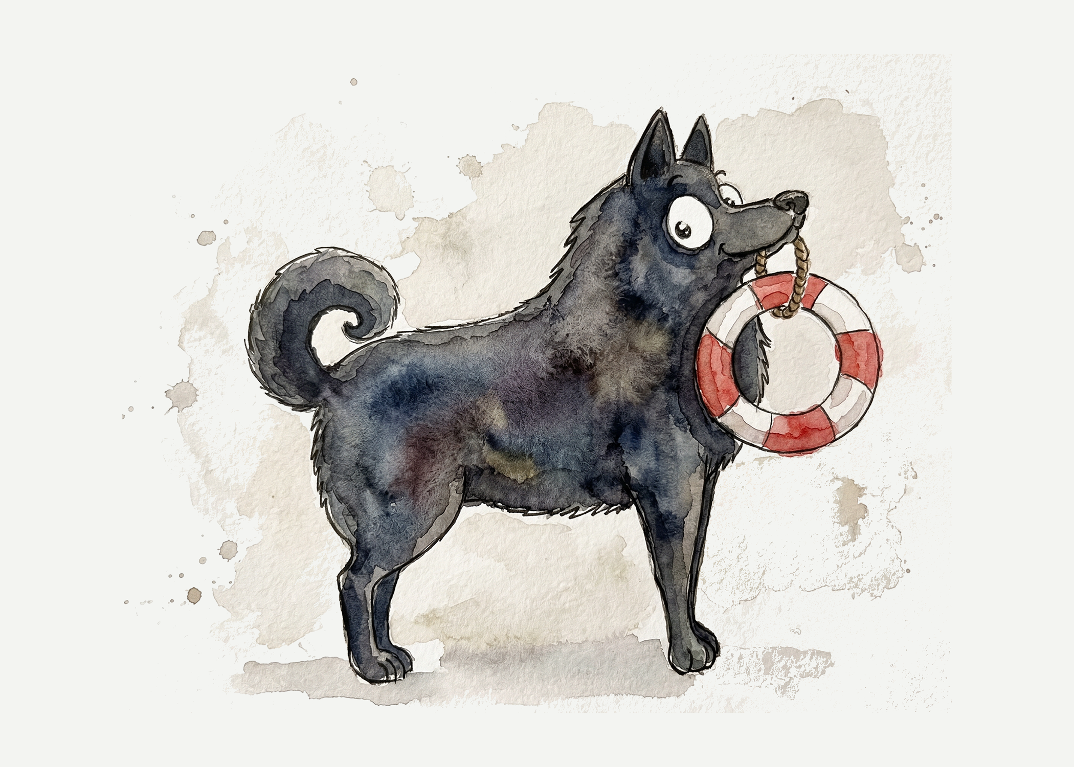 Schipperke