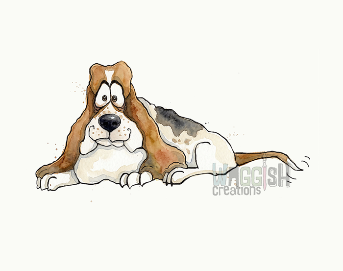 Bassett Hound