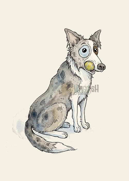 Border Collie Blue Merle