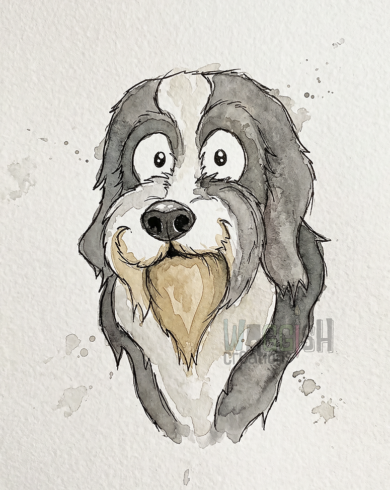 Bearded Collie