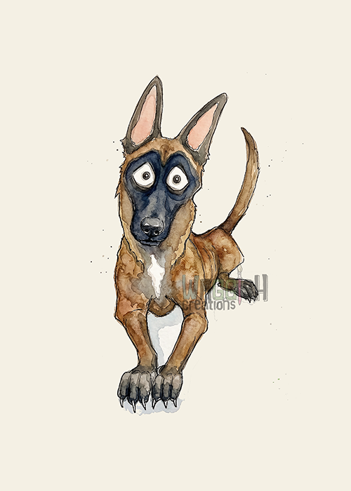 Belgian Malinois in Down Position